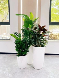 揭秘宁波海曙花木租摆价格，超实用！